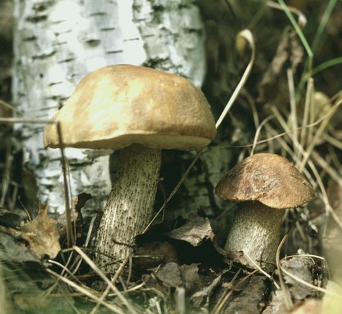 Champignon podderozovik: beskrivelse med billede