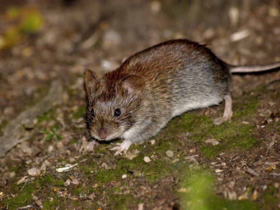 mus vole