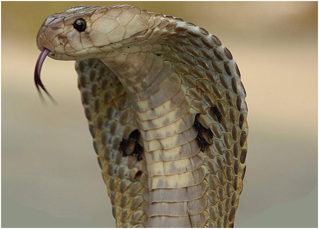 angribende cobra