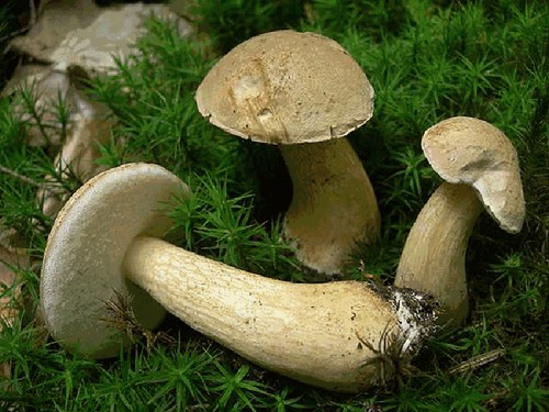 Hvordan skelne en falsk asp fra en spiselig. Hovedtegnene, fotos og beskrivelser af den falske boletus