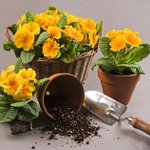Hvordan transplantere blomster Hvordan transplantere blomster