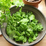 Hvordan man anskaffer sorrel til vinteren?