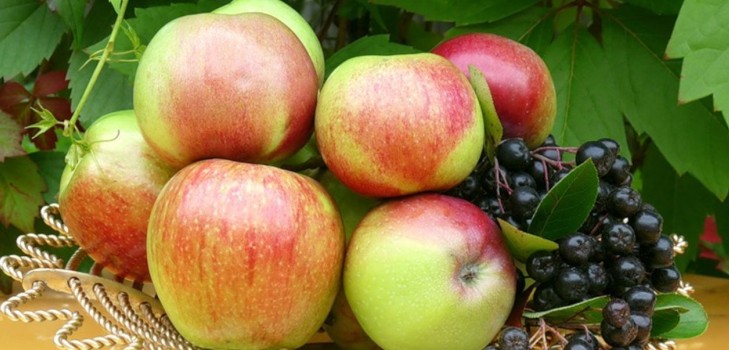 Skub ikke æbletræet, så længe det er grønt: hvornår skal du fejre Apple Frelseren