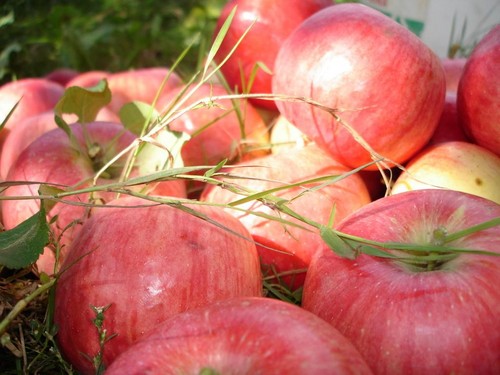 Skub ikke æbletræet, så længe det er grønt: hvornår skal du fejre Apple Frelseren