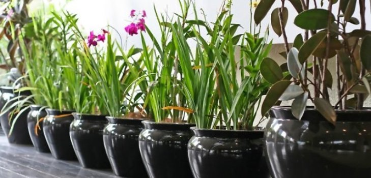 indendørs planter