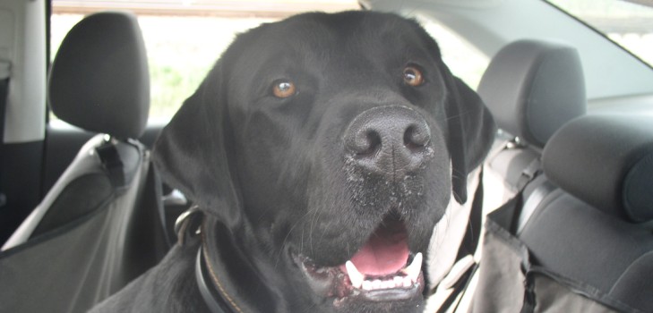 Vi går til Krim i bil med en hund