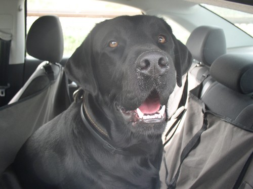 Vi går til Krim i bil med en hund