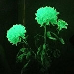 Usædvanlige blomster - glødende blomster