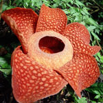 Usædvanlige blomster - rafflesia