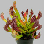 Usædvanlige blomster - sarracenia