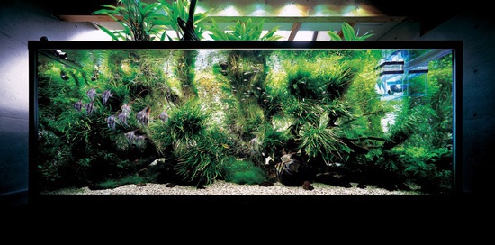 Lav et akvarium med egne hænder