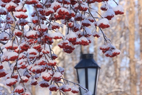 Vejret i Skt. Petersborg i december 2016 og nytår - nøjagtig prognose fra det hydrometeorologiske center for Skt. Petersborg og Leningrad-regionen