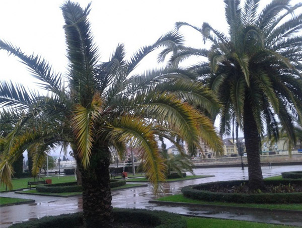 Vejret i Sochi i december 2016 - nøjagtig prognose for vand og lufttemperatur fra Hydrometeorological Center