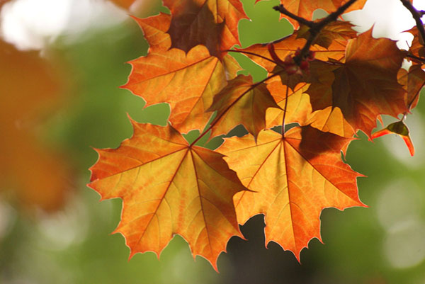 Vejret i Sotsji i oktober 2017