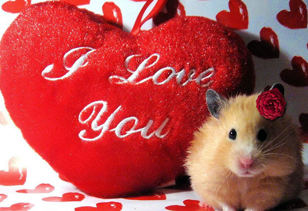 Tillykke med Valentinsdag