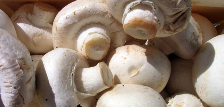 Voksende mushroom i hjemmet