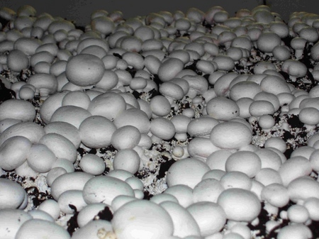 Voksende mushroom i hjemmet