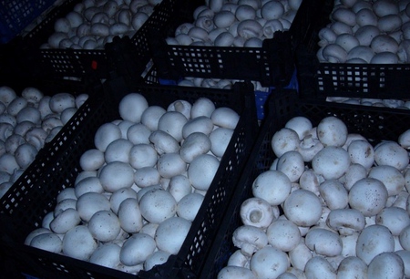 Voksende mushroom i hjemmet
