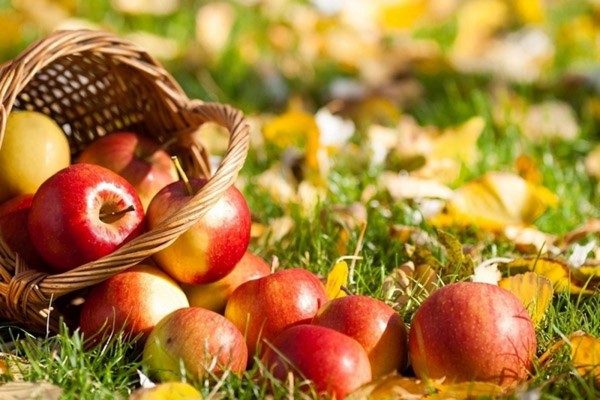 Apple Frelser, tillykke med SMS, kort, sjov. Tillykke med Apple Frelseren i vers og prosa Apple Frelser, tillykke med SMS, kort, sjov. Tillykke med Apple Frelseren i vers og prosa
