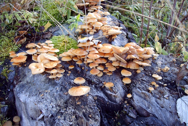 Giftige svampe: falsk honning agarics, foto