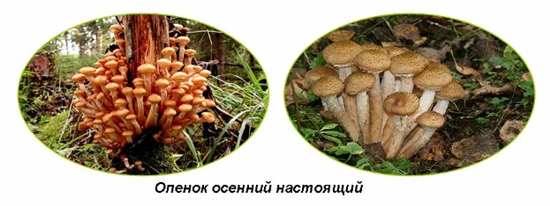Giftige svampe: falsk honning agarics, foto