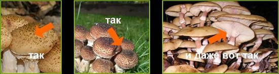 Giftige svampe: falsk honning agarics, foto