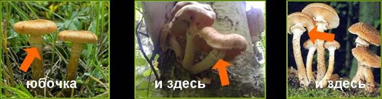 Giftige svampe: falsk honning agarics, foto