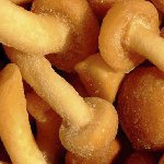 Frosset honning agarics til vinteren