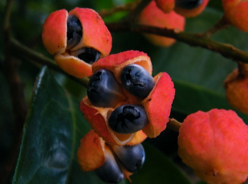 frugt af guarana