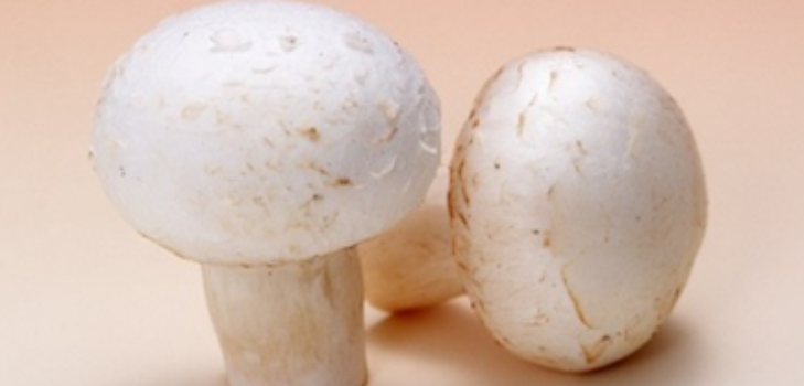 champignon svampe
