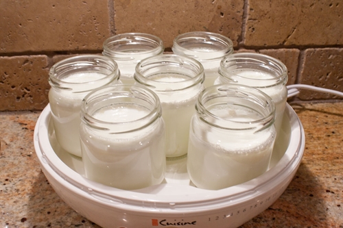 hjemmelavet yoghurt i yogurtnitsa