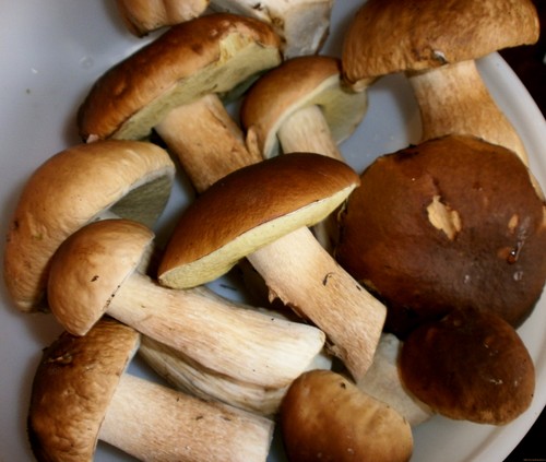 Hvordan og hvor meget koge ceps? Hvor lang tid tager det at lave mad til suppe?