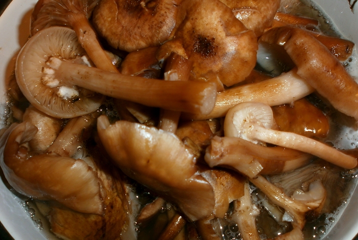 Sådan bevarer honning agarics til vinteren - foto Bevarelse recept