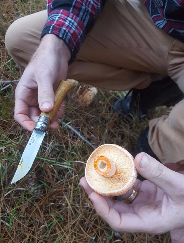 Sådan syner du svampe