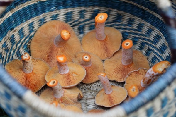 Sådan salt champignon til vinteren
