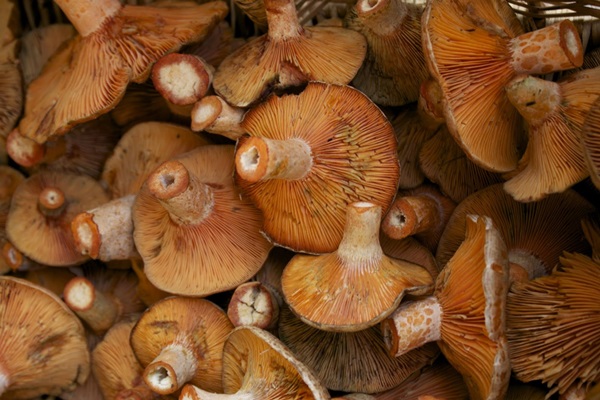 Sådan salt champignon til vinteren