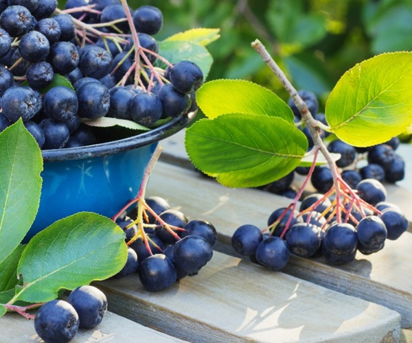 Kompot fra chokeberry ashberry