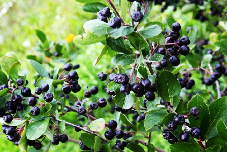 Tinktur af blackberry på vodka derhjemme: en opskrift
