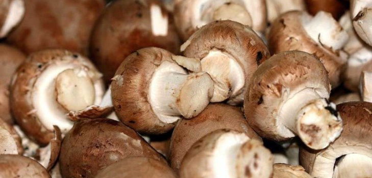 mange mushrooms