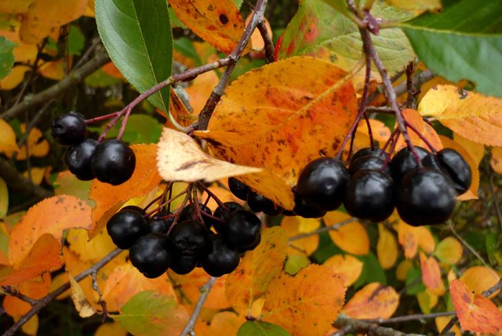 Nyttige blanke til vinteren: sirup fra chokeberry ashberry
