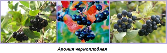 Nyttige blanke til vinteren: sirup fra chokeberry ashberry
