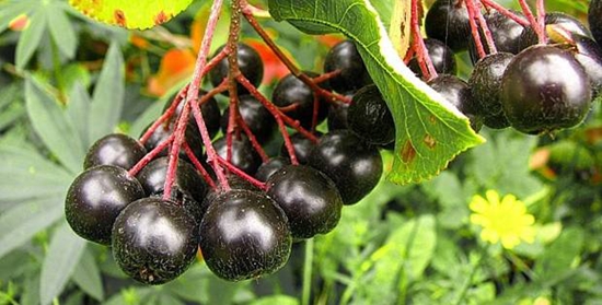 Nyttige blanke til vinteren: sirup fra chokeberry ashberry