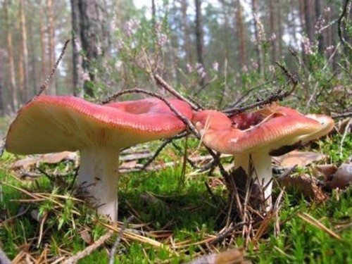 Rosiner til vinteren: lækre og enkle madlavningsopskrifter