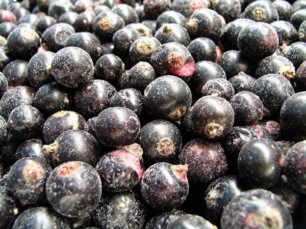 Currant med sukker til vinteren uden madlavning, Pyatiminutka, frosset. Currant opskrift, revet med sukker til vinteren (uden køleskab)