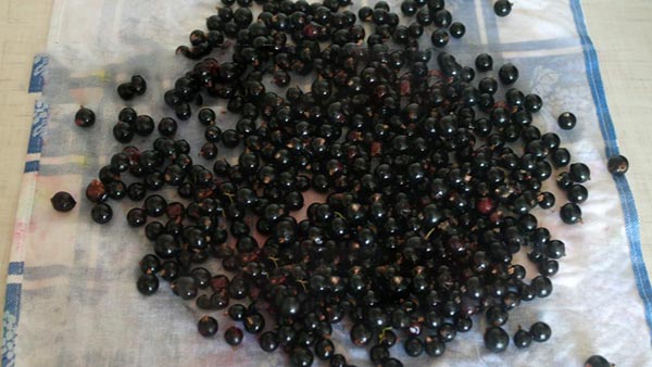 Currant med sukker til vinteren uden madlavning, Pyatiminutka, frosset. Currant opskrift, revet med sukker til vinteren (uden køleskab)