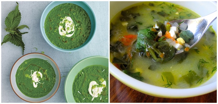 Grøn suppe fra sorrel