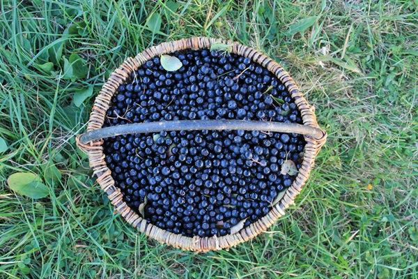 Jam fra sort chokeberry