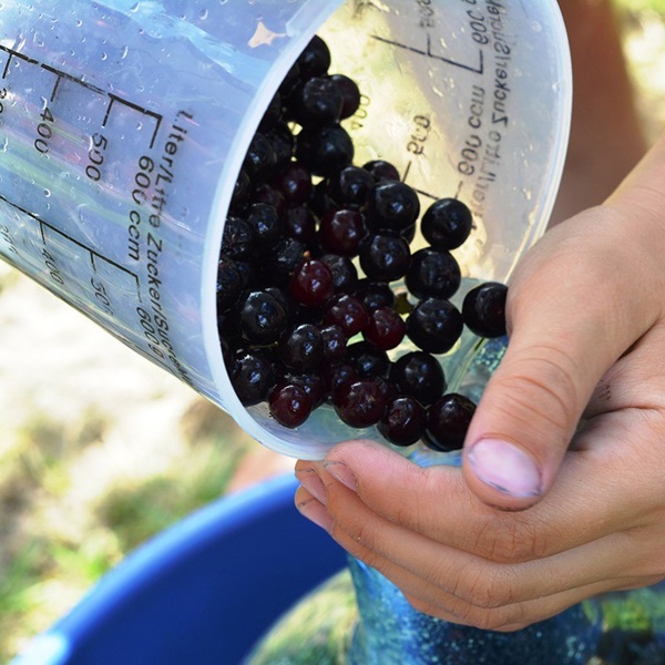 Jam fra sort chokeberry
