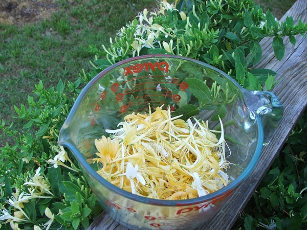 Honeysuckle syltetøj
