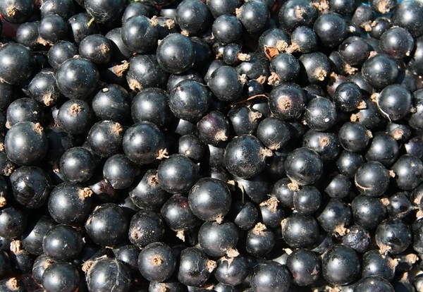 Vin fra krus i hjemmet - sort, hvid, rød, uden gær og med dem. Enkelte og traditionelle opskrifter af vinfarvekornet vin